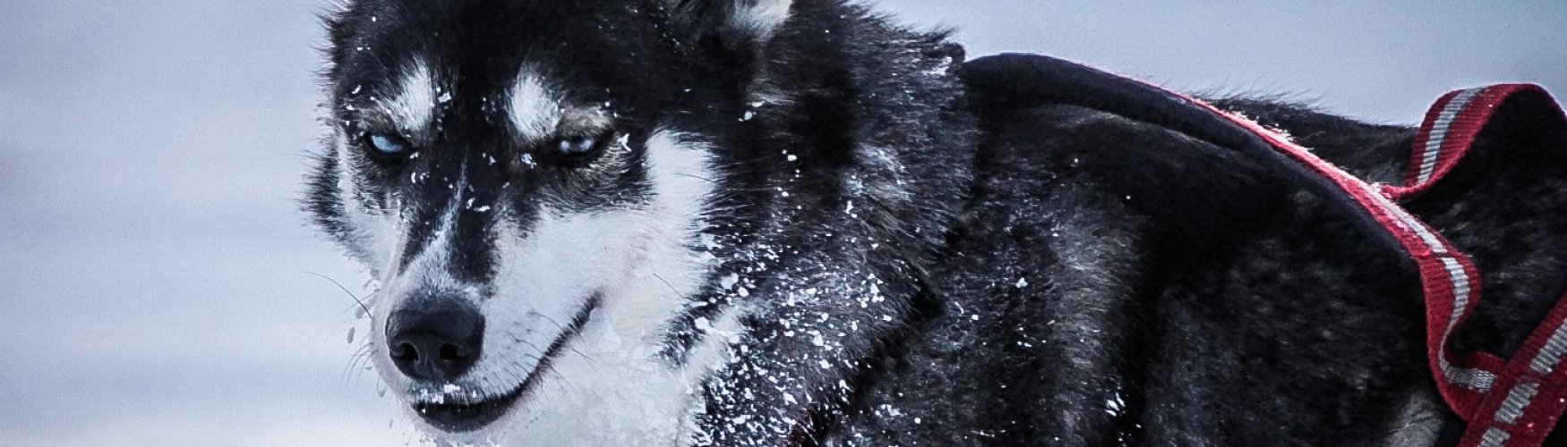 Faszinierend und pfeilschnell: Die Huskys lernen Sie während der Schlittenfahrt genau kennen.