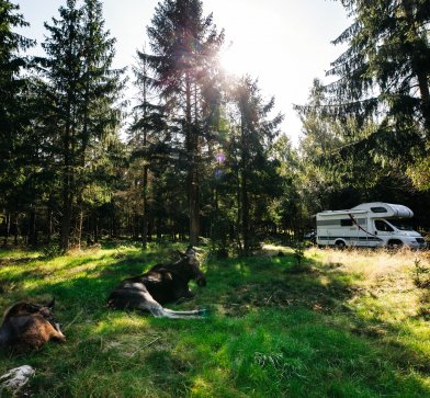 Moose Safari mit Camper